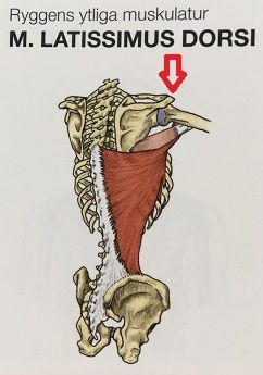 Latissimus Dorsi