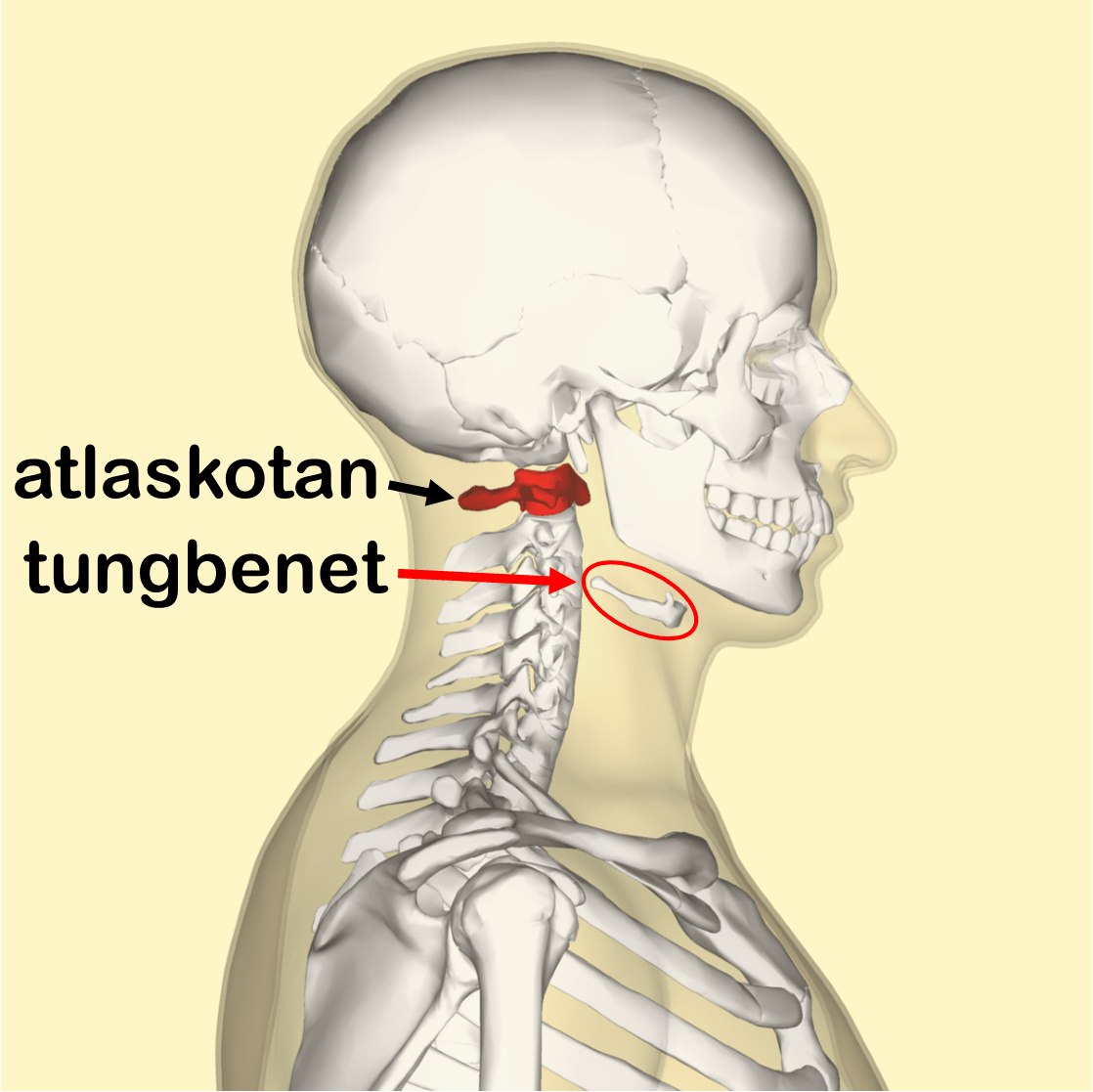 atlaskotan och tungbenet