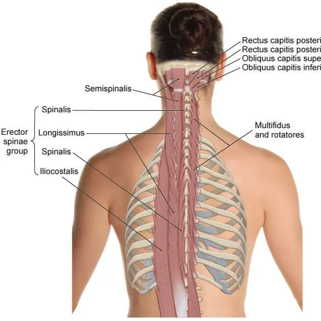 Massage djupa ryggmuskler